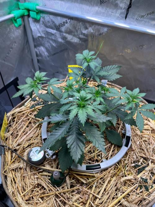 Lucid Vision. Week 4