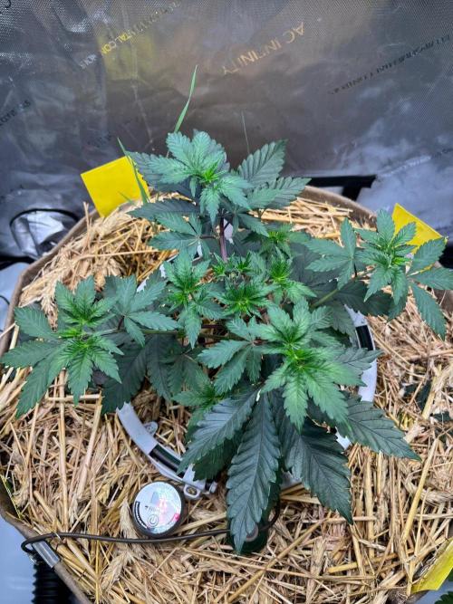 Lucid Vision. Week 4