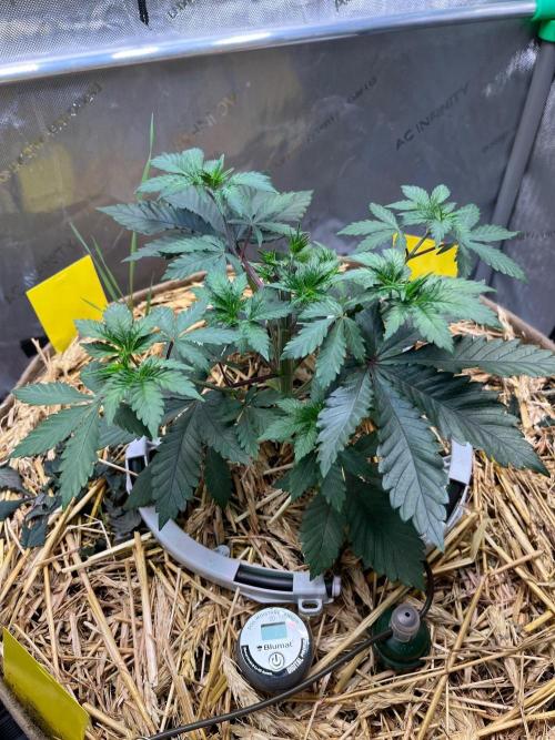 Lucid Vision. Week 4