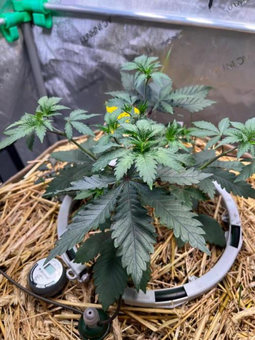 Lucid Vision. Week 4