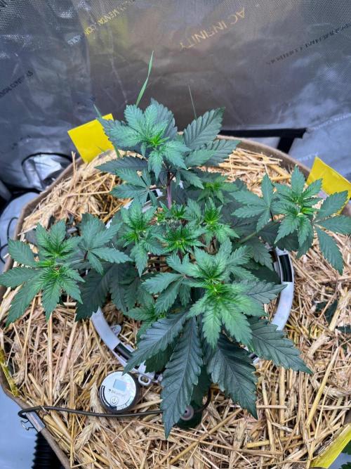 Lucid Vision. Week 4