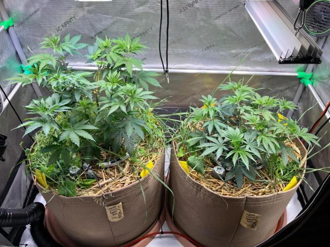Fruity Terps. Week 5 - Left Strawberry Lobster- Right Tea Time