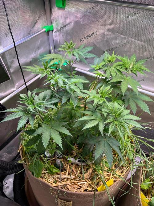 Fruity Terps. Week 5 - Strawberry Lobster 