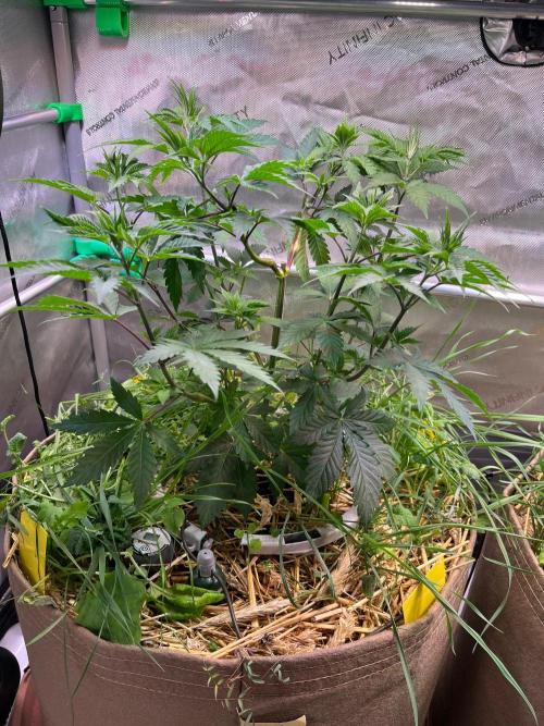 Fruity Terps. Week 5