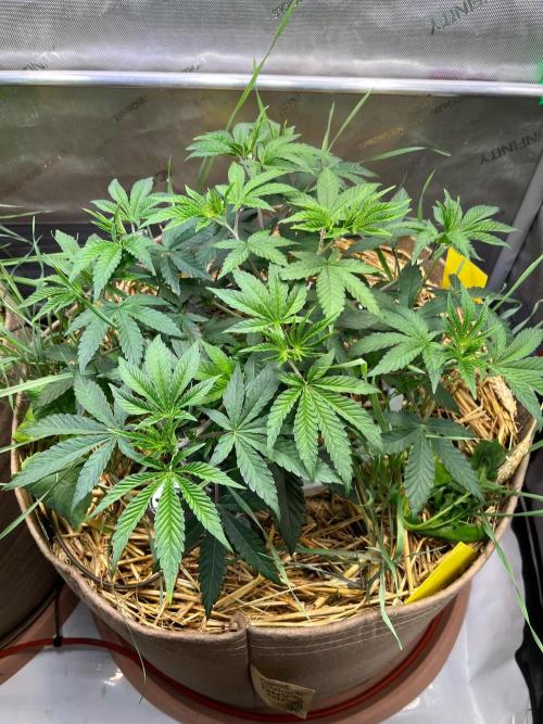 Fruity Terps. Week 5 - Tea Time