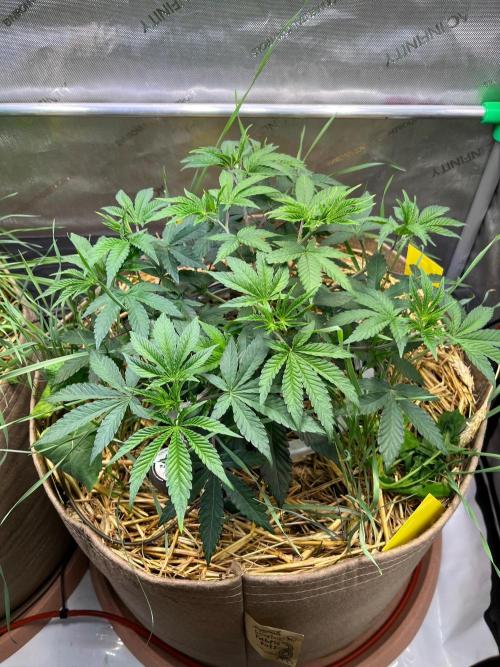 Fruity Terps. Week 5