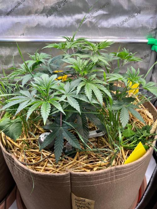 Fruity Terps. Week 5