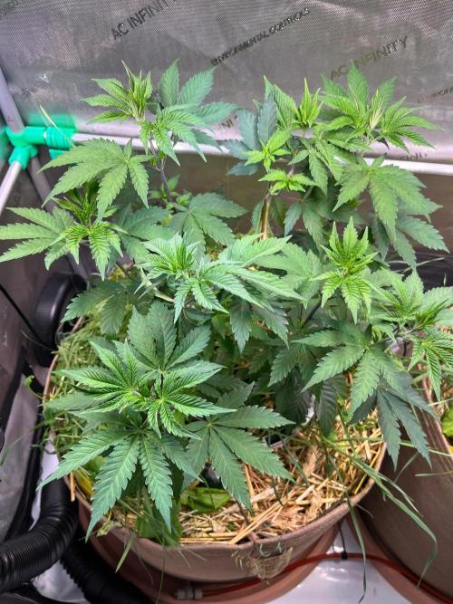 Fruity Terps. Week 5