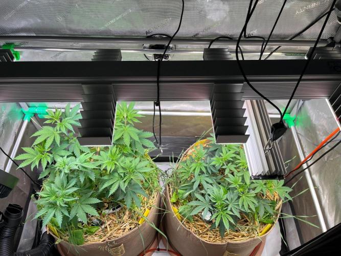 Fruity Terps. Week 5