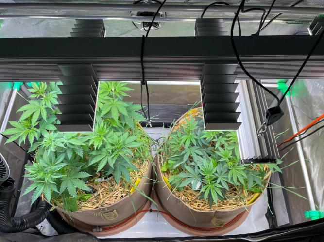 Fruity Terps. Week 5