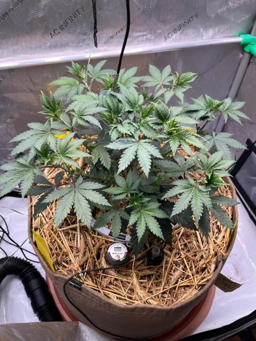 Lucid Vision. Week 5
