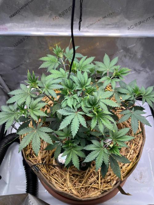Lucid Vision. Week 5