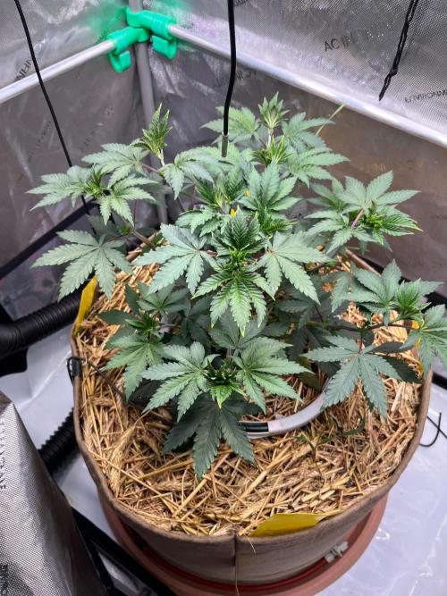 Lucid Vision. Week 5