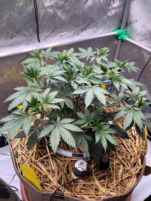 Lucid Vision. Week 5