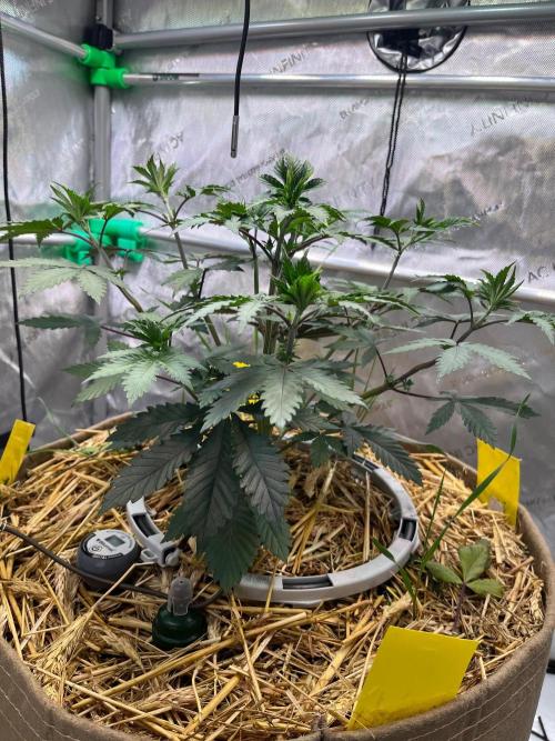 Lucid Vision. Week 5