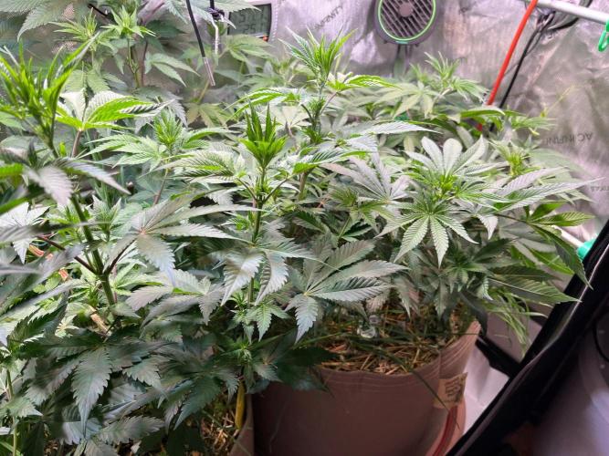 Fruity Terps. Week 7