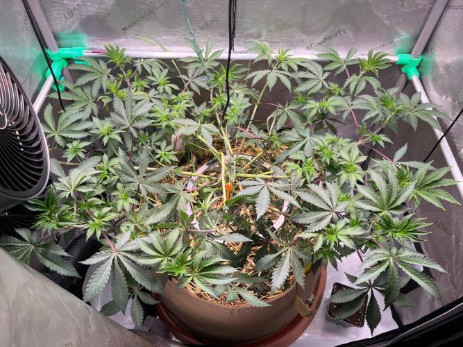 Lucid Vision. Week 7 - One day after LST and HST