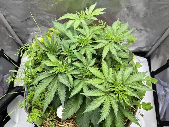 Pink Milk • Solfire. Week 5