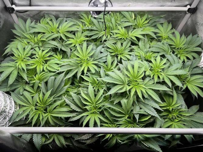 Last Dance in Living Soil. Week 8