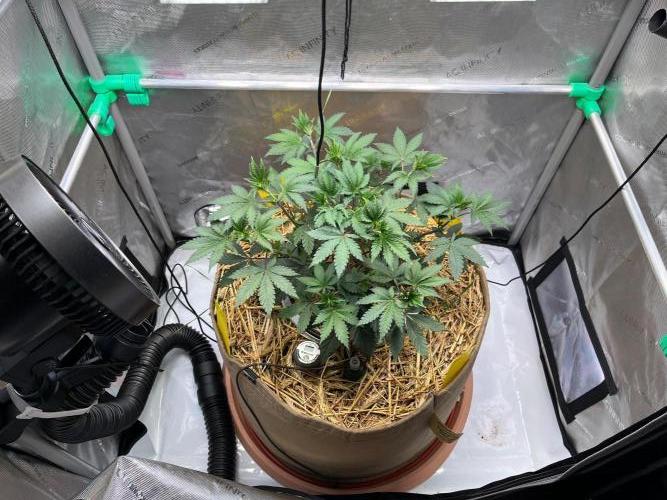 Lucid Vision. Week 5