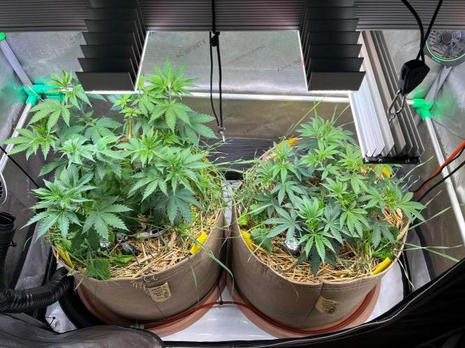 Fruity Terps. Week 5