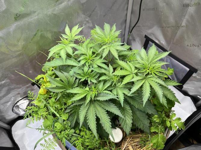 Pink Milk • Solfire. Week 5