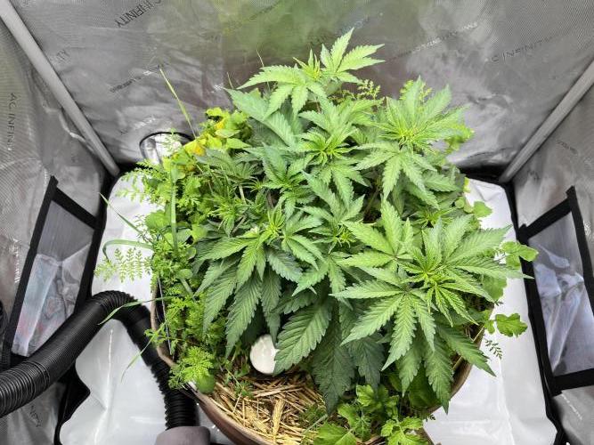 Pink Milk • Solfire. Week 5