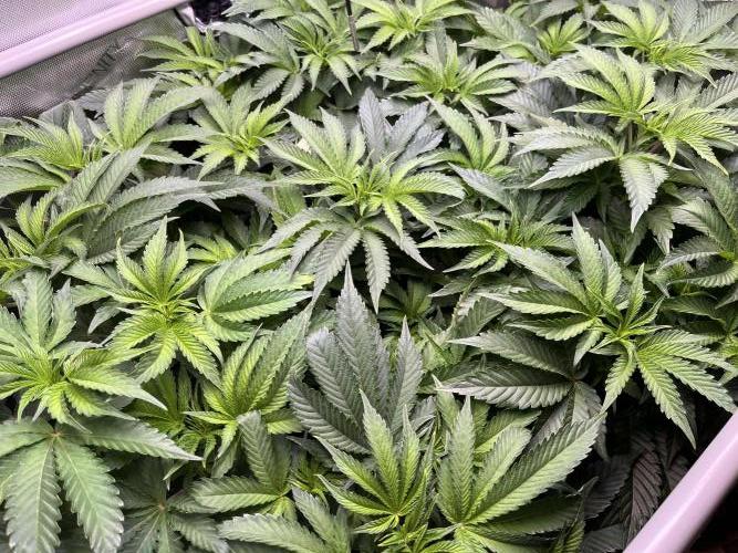 Last Dance in Living Soil. Week 8