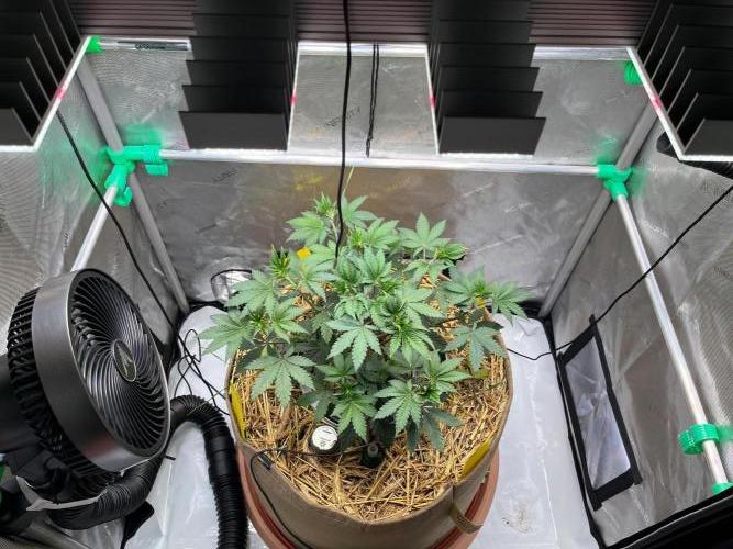 Lucid Vision. Week 5