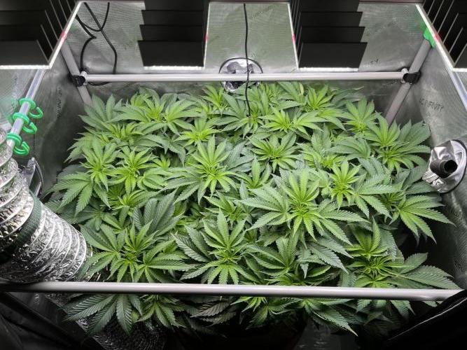 Last Dance in Living Soil. Week 8