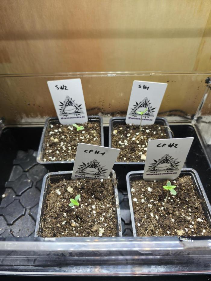 Wunderbohnen / Seeds of Anarchy. Week 0