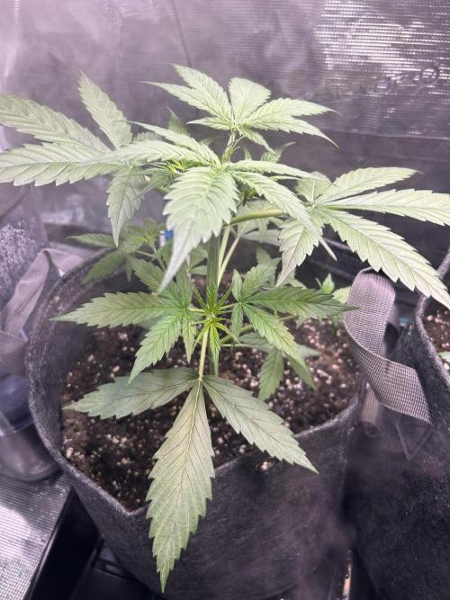 Northern Lights Auto. SeedSupreme. Week 3 - Plant 1, week 3, day 2