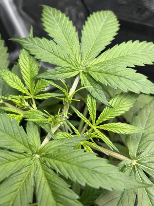 Northern Lights Auto. SeedSupreme. Week 3 - Plant 1: response to topping. Week 3, day 2.