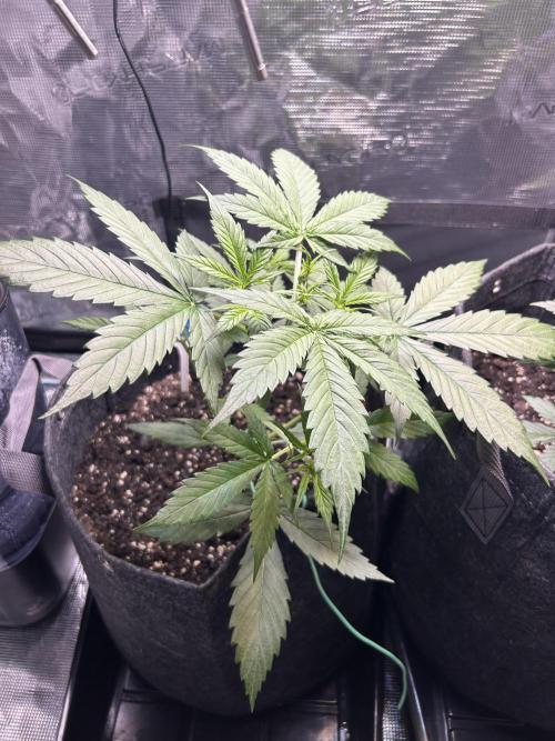 Northern Lights Auto. SeedSupreme. Week 3 - Plant 1, week 3, day 3
