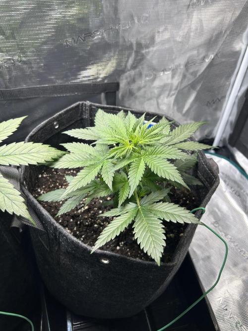 Northern Lights Auto. SeedSupreme. Week 3 - Plant 2, week 3, day 3