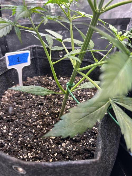 Northern Lights Auto. SeedSupreme. Week 3 - LST on plant 1, week 3, day 3. I think maybe I’m tying down too low on the stem.