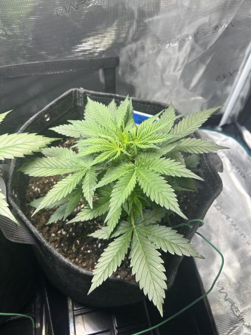 Northern Lights Auto. SeedSupreme. Week 3 - Plant 2, week 3, day 4