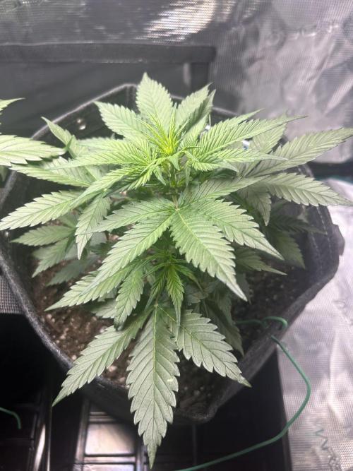 Northern Lights Auto. SeedSupreme. Week 3 - Plant 2 week 3, day 5