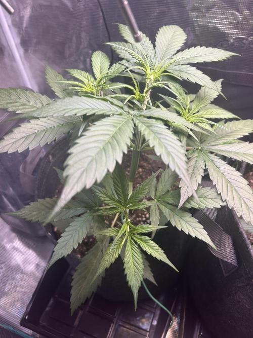 Northern Lights Auto. SeedSupreme. Week 3 - Plant 1, week 3, day 5