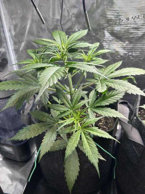 Northern Lights Auto. SeedSupreme. Week 3 - Plant 1, week 3, day 6
