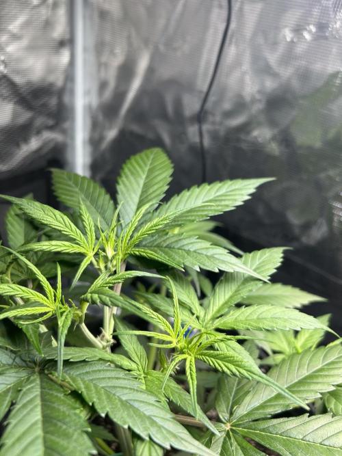 Northern Lights Auto. SeedSupreme. Week 3 - Plant 1 response to topping. Week 3, day 6