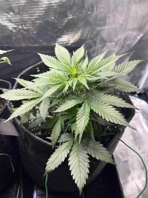 Northern Lights Auto. SeedSupreme. Week 3 - Plant 2, week 3, day 6