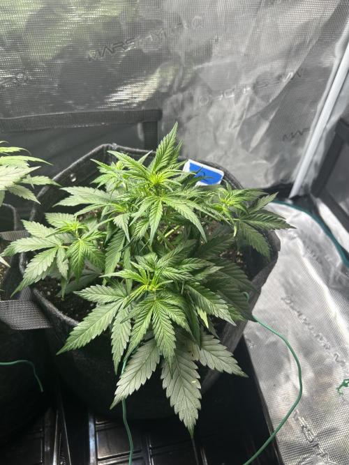 Northern Lights Auto. SeedSupreme. Week 3 - Plant 2, week 3, day 7. Focused on tucking in fan leaves to expose bud sites.