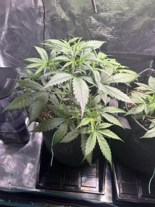 Northern Lights Auto. SeedSupreme. Week 3 - Plant 1, week 3, day 7