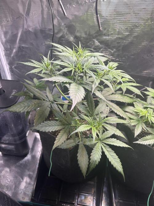 Northern Lights Auto. SeedSupreme. Week 4 - Plant 1, week 4, day 1