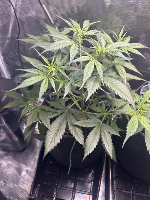 Northern Lights Auto. SeedSupreme. Week 4 - Plant 1, week 4, day 2