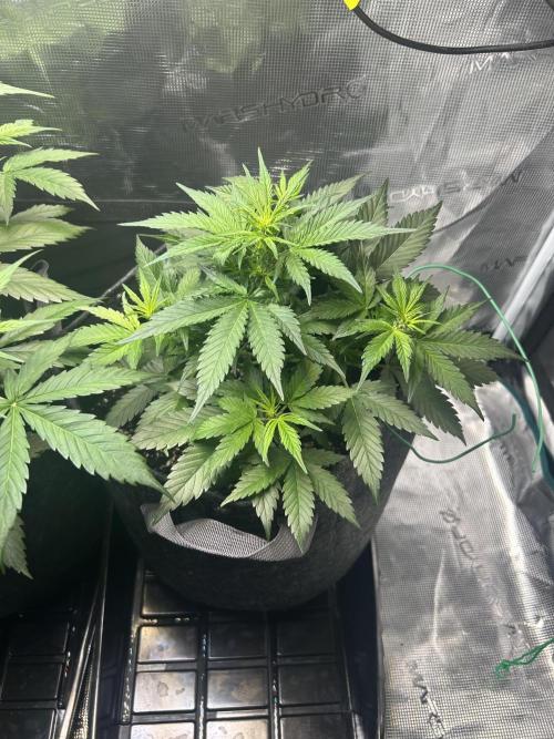 Northern Lights Auto. SeedSupreme. Week 4 - Plant 2, week 4, day 2