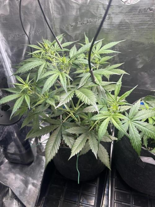 Northern Lights Auto. SeedSupreme. Week 4 - Plant 1, week 4, day 3