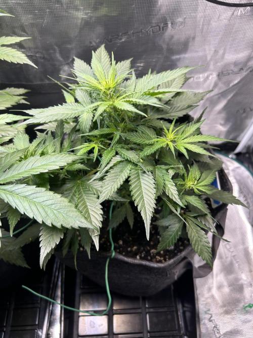 Northern Lights Auto. SeedSupreme. Week 5 - Plant 2, Flower week 1, day 1