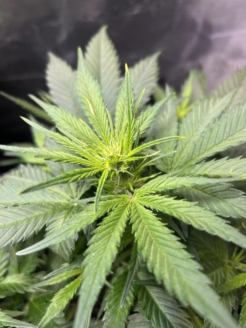 Northern Lights Auto. SeedSupreme. Week 5 - Plant 2 bud detail.